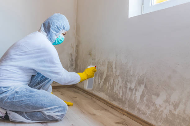 Licensed Basement Mold Remediation service in Bothell, WA - WQB Mold Removal