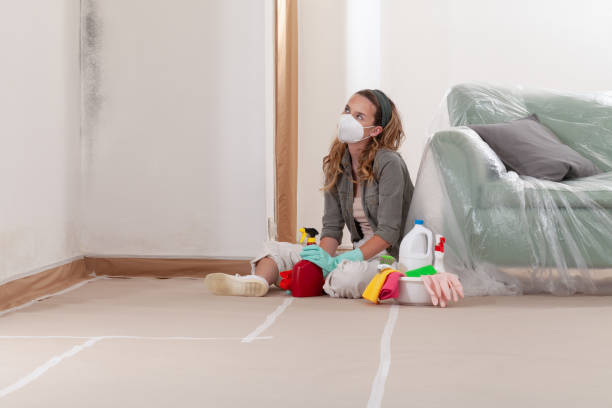Reliable Basement Mold Remediation contractor in Bothell, WA by WQB Mold Removal