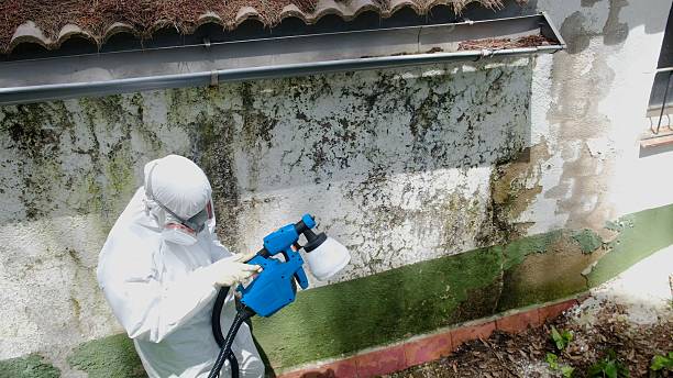 Top rated local Basement Mold Remediation specialists in Bothell, WA
